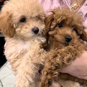 Meet your Posher, Vivian